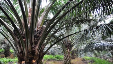 Photo of Pembinaan Hab Biojisim MPOB Mampu Jana Pendapatan Tambahan Pekebun Kecil Kelapa Sawit